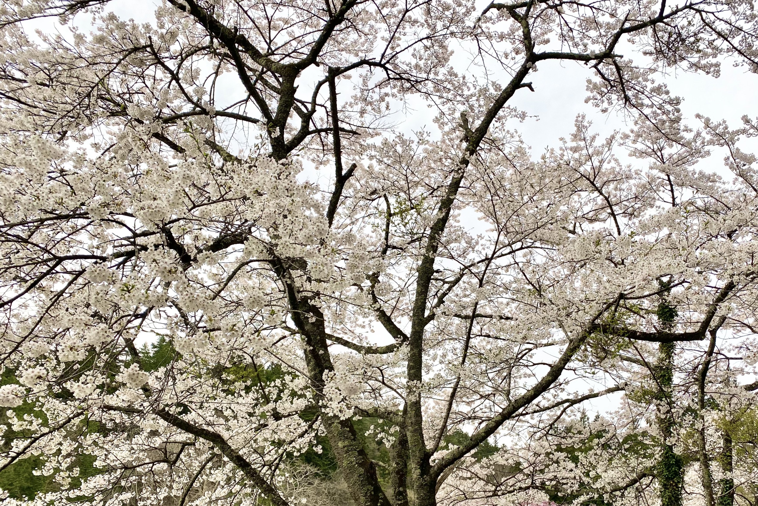 開花予想